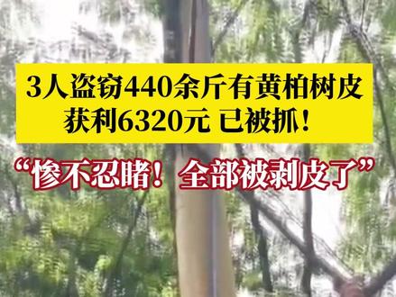 黄柏树皮是有经济价值的中药材,重庆彭水3人一夜之间盗剥440余斤黄柏树皮,非法获利6320元,7天后被抓!#重庆dou知道