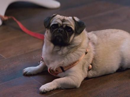 道哥太可爱了想养一只了#他为什么依然单身