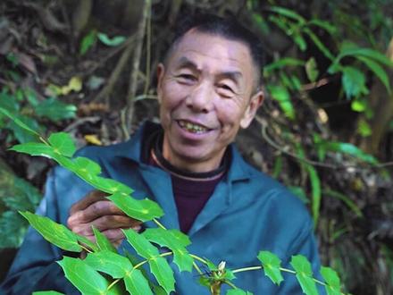 十大功劳俗称“土黄柏”,名字霸气却长像平凡。#新农人计划2021 #十大功劳