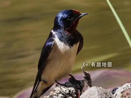 燕子见的世面比我还多! #燕子 #小动物 #万万没想到 #可爱 #世界