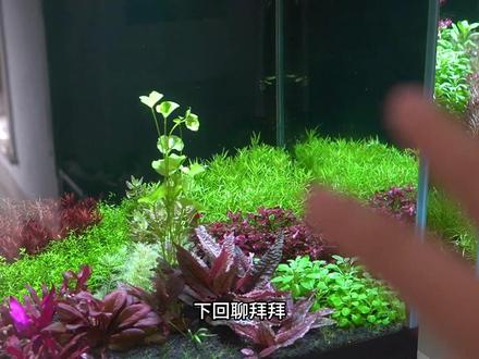 水草缸灯光是开强点还是弱点? 水草缸灯光是开强点还是弱点?#水族 #水草缸 #水草 #水草灯 #水草造景