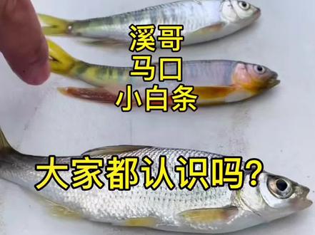 #溪流钓。 好多钓友不知道溪哥马口小白条的区别,今天它来了