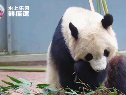 大熊猫宝元和德瑞来新疆啦,正式定居乌鲁木齐水上乐园熊猫馆! #寻美新疆我眼中的华夏大地 #寻美新疆中华文旅之美 #寻美新疆华夏旅拍之美 #寻美中国 #寻美新疆 #故事里的新疆 #发现新时代生活之美 #新疆社科知识普及 #新时代追星向何方 #打卡祖国大好河山 “寻美·中国”2026再出发 寻美·新疆”发现美丽新疆! @丝路新力量