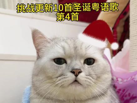 猫咪的圣诞歌!!! #张嘟嘟 #萌宠 #圣诞歌 #粤语圣诞歌 #今年的鸡公煲是超甜版