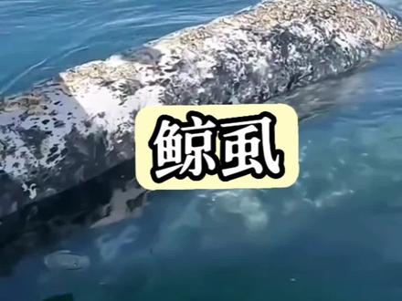 灰鲸身上的鲸虱比藤壶更难缠
#海洋生物 #藤壶 #鲸鱼