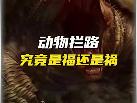 动物拦路究竟是福还是祸?#未解之谜 #万物皆有灵性