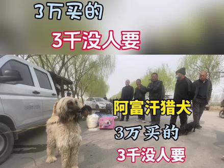 大哥网购花30000买了条阿富汗猎犬,狗市卖3千没人要