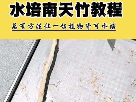 水培南天竹教程方法,水培南天竹水扦插怎么养护 本视频教程从南天竹土养改水培的选苗选枝以及整个水培驯化伤口的处理杀菌过程。整体做了全方位讲解。水培南天竹的整株水培驯化比枝条扦插要容易得多,建议整株水培。纯新手小白建议从大叶子的植物开始学习水培,不建议直接开始水培,南天竹。水培的南天竹根系属于弱根系,如果使用透明的瓶子阳光直射不利于根系的生长,容易烂根,建议使用陶瓷瓶配合定植篮,里面一定要添加石子。现在气温北方已经进入了12度以下,虽然它很抗冻,冬季基本上根系的生长处于休眠状态,建议北方地区春天再改水培。水培的南天竹也需要一个散射光环境,不要完全室内。#水培植物 #水培先生 #南天竹 #爱生活爱养花 #水培