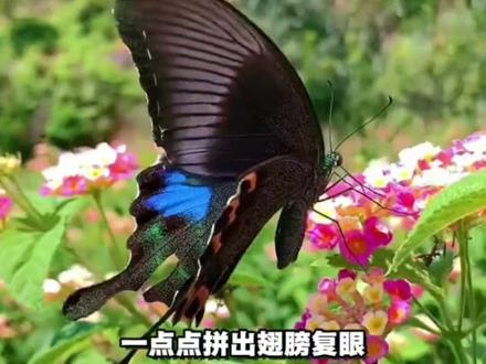 破茧清零旧我,重塑全新自我OC
#二次元#OC#万万没想到#重生#化茧成蝶