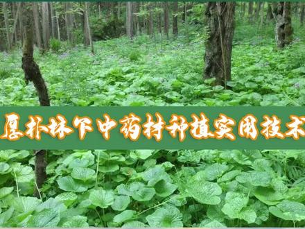 科普厚朴林下中药材种植实用技术,可以种植黄莲,贝母等耐阴中药材,节约林地空间,直接能实现经济效益,带动林农致富创收。湖北省林业科技推广中心黎曙光高级工程师为您科普。#科普一下 #助力三农 #三农 #国家林草科技大讲堂 #种植 #新农人计划2022