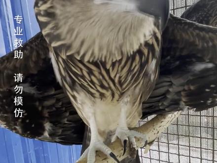 咱们的黑耳鸢要放飞啦,爱画画的富贵花小盆友们回归大自然,祝他们一切顺利,不要再回来啦。#cop15全球短视频征集活动 #野生动物保护