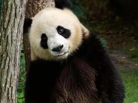 欢欢园子一家近期消息
1.2025回国档期——#双胞胎欢黎黎圆嘟嘟回国时间
今年的标志将是熊猫双胞胎的离开,她们将离开博瓦勒去中国生活,她们属于这个国家,即使她们出生在博瓦勒。我们还没有确切的日期,目前还在协商中。需要到夏天才能确定。我(鲁道夫.德洛德)正在等待埃马纽埃尔.马克龙
( Emmanuel Macron )即将到来的外交访问,届时我将能够陪同他提出"延迟双胞胎离开"这个话题。但如果这对双胞胎真的要离开,那应该是在2025年夏天之后。
2.今年是否会有新的熊猫幼崽出生
一切都有可能,我们希望未来会有更多的熊猫出生,但不一定是在2025年。欢欢已经生了3个熊猫宝宝,他们已经做得很好了。但可以肯定未来还会有熊猫宝宝在博瓦勒出生。
3.欢欢园子的租期
#欢欢和园子的租期是2012年到2022年,之后续约至2027年。法国动物园希望再延长十年估计不太可能了,我们的外交大使国宝欢欢园子🐼🐼会如期回国🛫🇨🇳
(*信息来源: ici Orleans - L ' invite de ici matin Orl é ans , ici Orl é ans - Vacances à Beauval , pendant les fetes , SWEET FM #大熊猫欢黎黎#大熊猫圆嘟嘟#
10 #双胞胎欢黎黎圆嘟嘟回国时间