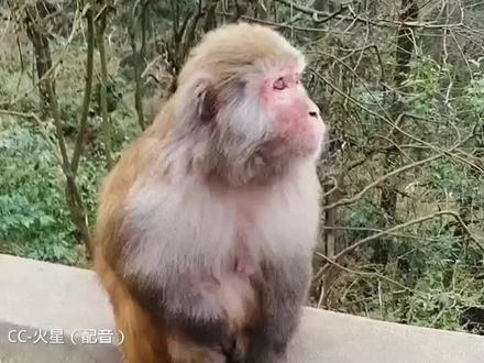 #猴子搞笑视频 CC-火星#阜阳方言搞笑配音 (小孩爸回来就挨打)感谢所有支持我的朋友们,祝:大家新年快乐🎆