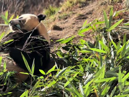 熊猫是怎么采食竹叶的#大熊猫 #秦岭佛坪大熊猫