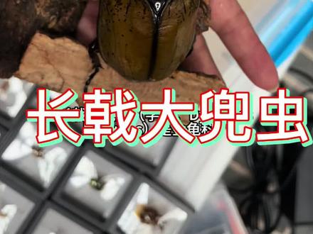 *寻蟲纪*识虫之“长戟大兜虫”,长戟大兜虫(学名:Dynastes hercules)是金龟科、大兜虫属动物,雄性可达180毫米,是世界上最长的甲虫之一,拥有超长的头角和胸角,其胸角的长度可以达到体长的一半。雄性的身体是黑色的,但鞘翅除外,鞘翅可以有橄榄色的阴影,并且有一条黑色缝合线,带有稀疏分布的黑点。雄性的颜色也会根据湿度而变化,湿度增加会导致鞘翅变黑。长戟大兜虫主要分布于中南美洲地区,从墨西哥南部到玻利维亚之间的国家。成虫是黄昏或夜间飞行的,它们的活动高峰期就在黎明前成虫吃树的汁液和成熟的水果。长戟大兜虫更奇特的行为之一是它们能够通过用腹部撞击鞘翅来产生“喘息”的声音。人们认为这种声音用于捕食者的防御,也许是一种警告。