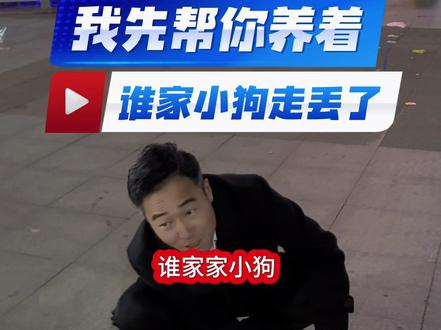 谁家小狗走丢了,怀孕快生了,我先帮您养着,看到与我联系认领。