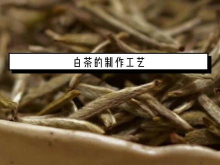 白茶的制作程序流程。#福鼎白茶 #老白茶