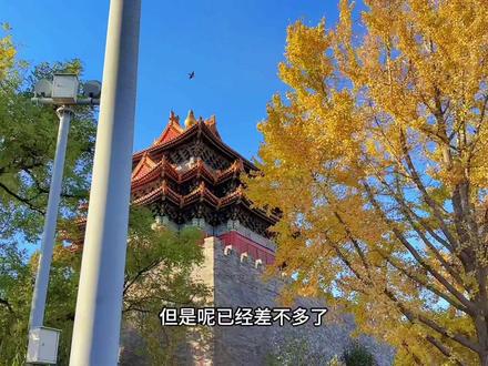 故宫角楼的银杏叶黄了,目前可以拍照了,地点就在东华门东南角楼到西华门西南角楼的位置。#故宫博物院 #角楼 #银杏叶 #秋天落叶🍂 #落叶知秋风渐凉