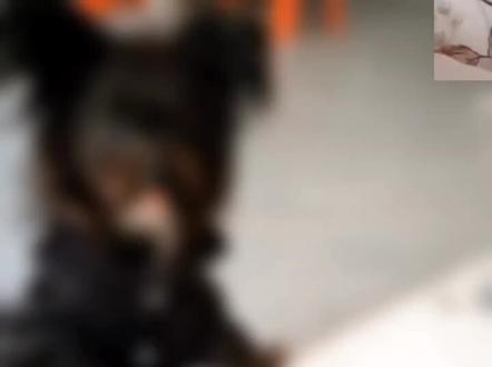 #狗狗死后有头七吗 都说小狗鬼👻前七天灵魂还留在家里,试试