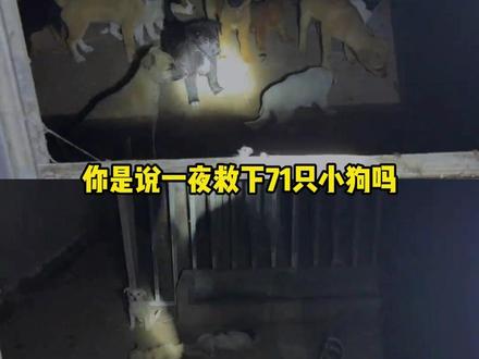 一夜救下 71 只小狗 愿逝去的小狗安息 #狗狗 #感人 #正能量 #宠物 #动物