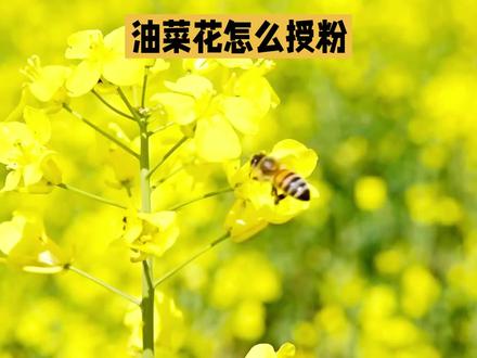油菜花授粉就是靠蜜蜂,更本不需要人操心