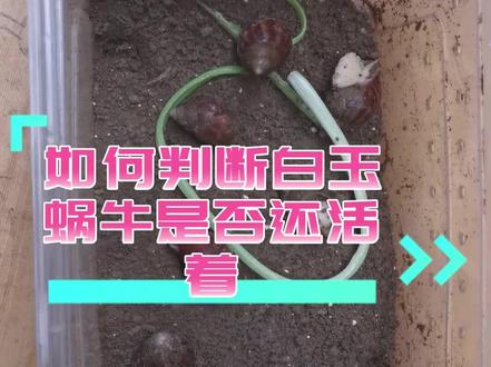 白玉蜗牛总缩在壳里,如何判断它是否还活着?#好物推荐🔥 #萌宠 #科普 #爬宠 #蜗牛饲养