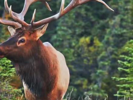 回归中国40年后,从“大卫神父鹿”到“MiLu”,麋鹿在西方改回中国名!(剪辑:实习生朱建芝)