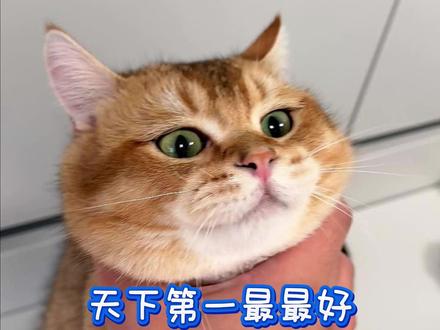 为什么 为什么这是为什么#天下第一好 #犟种猫#青年创作者成长计划 #猫咪