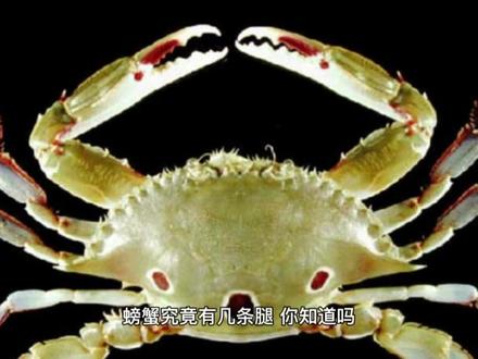 你知道螃蟹为什么可以横行霸道吗?因为它有钳(钱),那么螃蟹究竟有几条腿呢?你知道吗?#三农 #爆笑 #科普一下 #神奇动物在抖音