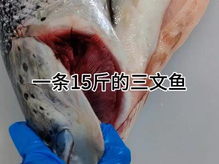 #日料美食 #三文鱼 一条三文鱼分割后的鱼肉只有50%-60%#三文鱼分解全过程
