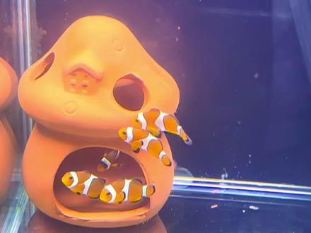 成功下海,新手开海缸养小丑鱼全流程!#新手海缸 #新手开海缸 #新手养鱼