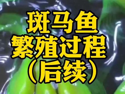 繁殖成功的后续来喽 。#热带鱼 #水族 #养鱼 #玻璃缸中的大自然 #养鱼日记