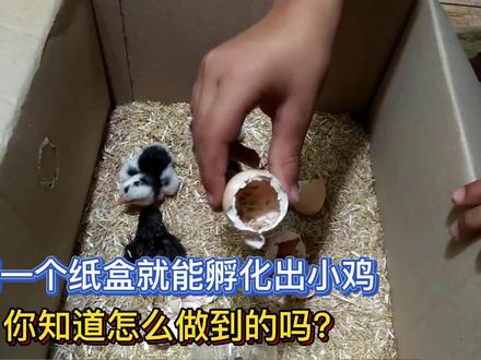 用一个纸盒就能孵化出小鸡,你知道怎么做到的吗?#手工diy #孵小鸡 #孵化 #孵鸡