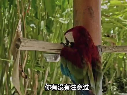 鹦鹉为啥爱往身上插枝条?过来人为你揭秘羽毛里的秘密