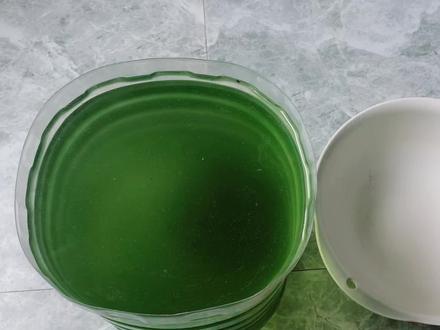 无意中又发现一种培养绿水的方法,培养绿水各种方法,绿水养水蚤#绿水 #小球藻 #培养绿水 #养水蚤