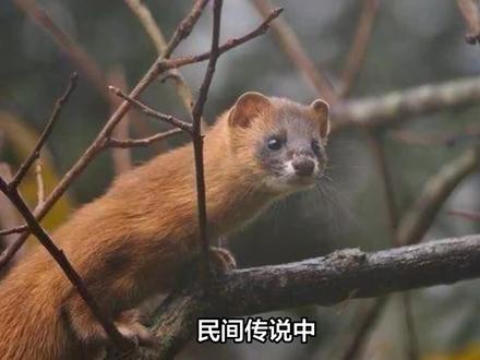 后生,你看我像人还是像神?遇到黄皮子向你讨封该怎么说? #奇闻 #奇闻轶事