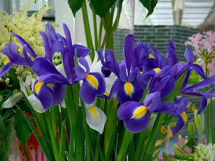 荷兰鸢尾的种植方法#荷兰鸢尾