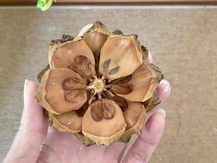 橘粉色松果丙烯颜料上色教程 #松果上色最佳颜料 #松果上色