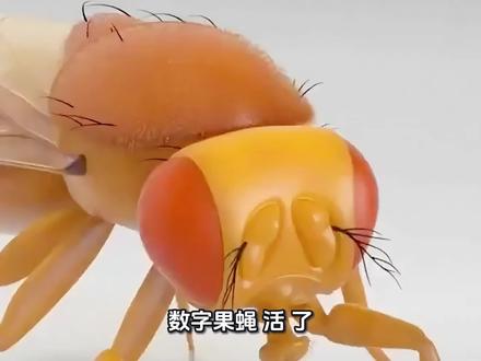 数字果蝇”活“了 数字果蝇“活”了!我们离活在虚拟世界里,还有多远?#探索宇宙#数字果蝇 #虚拟现实#科普#果蝇
