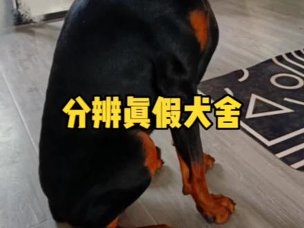 2023年啦不会还有人买杜宾被骗吧#狗狗 #杜宾犬 #德系杜宾 #护卫犬 #杜宾幼犬