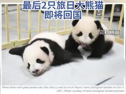 明年2月东京上野动物园的两只大熊猫将回到中国,到那时日本全国将没有大熊猫。#日本马上要没有大熊猫了 (来源:北京日报)