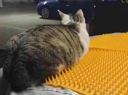 少林功夫练挺好的。没有驱赶猫咪,他们都很爱睡我车顶,我也是要开车才给他们抱下来#流浪猫领养 #狸花猫 #动物随手拍 #流浪猫救助 #萌宠vlog