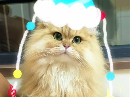 我们苗苗小宝生日快乐呀 #热门 #邓峰家的猫 #生日快乐 #春节 #萌宠出道计划