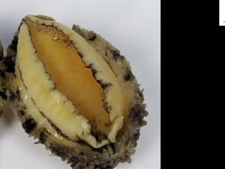 中医之鲍鱼的功效 #食疗养生