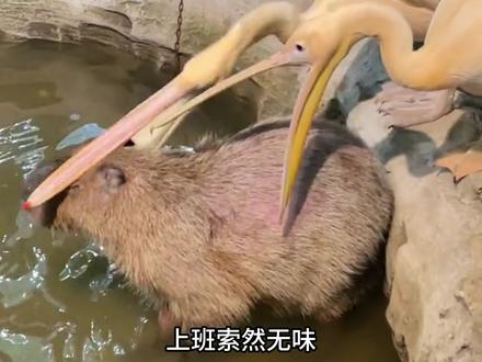 一张大嘴吃四方 看谁都想尝一尝 #鹈鹕 #神奇动物在抖音