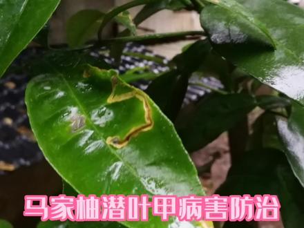 马家柚4到5月份的病害#农业种植