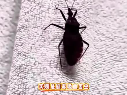 剧毒吸血害虫锥蝽!!?一招教你灭防 #锥蝽 #猎蝽 #吸血虫子 #家庭除虫 #杀虫剂