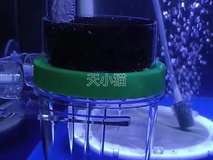 讲讲黄金胡子鱼繁殖#养鱼日记#观赏鱼 #鱼缸里的大自然 #水族 #萌宠