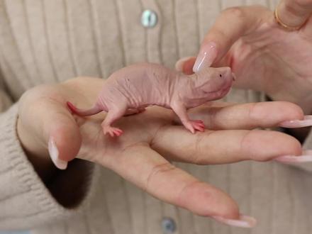 #动物科普日记#动物模型玩具裸鼹鼠是哺乳动物的杰出代表,其种群生活方式像蜜蜂、蚂蚁,和蚂蚁、蜜蜂、黄蜂以及白蚁一样有组织。