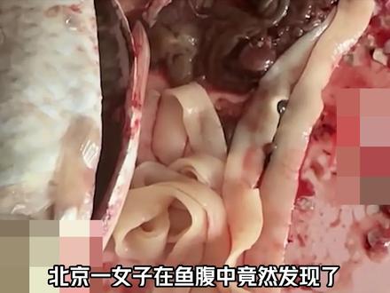 鱼腹中的“面条”原来是寄生虫。#寄生虫 #绦虫 #科普一下